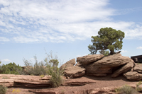 Canyon Lands Cedar